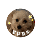 世界一かわいいマルプーほたてスタンプ（個別スタンプ：6）