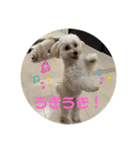 世界一かわいいマルプーほたてスタンプ（個別スタンプ：11）