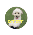 世界一かわいいマルプーほたてスタンプ（個別スタンプ：12）