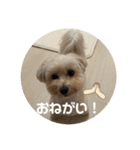 世界一かわいいマルプーほたてスタンプ（個別スタンプ：13）