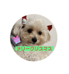 世界一かわいいマルプーほたてスタンプ（個別スタンプ：14）