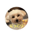 世界一かわいいマルプーほたてスタンプ（個別スタンプ：15）