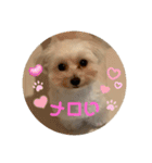 世界一かわいいマルプーほたてスタンプ（個別スタンプ：16）