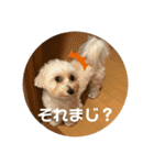 世界一かわいいマルプーほたてスタンプ（個別スタンプ：17）