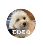 世界一かわいいマルプーほたてスタンプ（個別スタンプ：21）