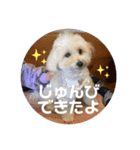 世界一かわいいマルプーほたてスタンプ（個別スタンプ：22）
