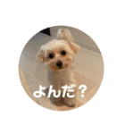 世界一かわいいマルプーほたてスタンプ（個別スタンプ：23）