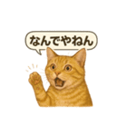 茶トラの喋る関西弁よく使う（個別スタンプ：1）