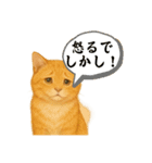 茶トラの喋る関西弁よく使う（個別スタンプ：9）