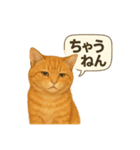 茶トラの喋る関西弁よく使う（個別スタンプ：10）