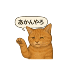 茶トラの喋る関西弁よく使う（個別スタンプ：12）