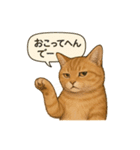 茶トラの喋る関西弁よく使う（個別スタンプ：13）