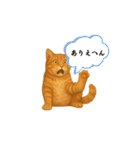 茶トラの喋る関西弁よく使う（個別スタンプ：14）
