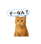 茶トラの喋る関西弁よく使う（個別スタンプ：17）