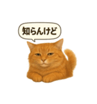 茶トラの喋る関西弁よく使う（個別スタンプ：19）