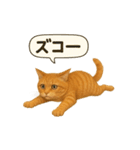 茶トラの喋る関西弁よく使う（個別スタンプ：20）