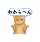 茶トラの喋る関西弁よく使う（個別スタンプ：21）