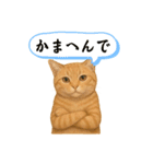 茶トラの喋る関西弁よく使う（個別スタンプ：24）