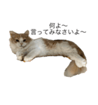 凶暴なねこ（個別スタンプ：1）