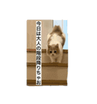 凶暴なねこ（個別スタンプ：2）