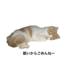 凶暴なねこ（個別スタンプ：3）