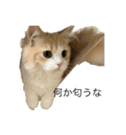凶暴なねこ（個別スタンプ：5）