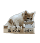 凶暴なねこ（個別スタンプ：6）
