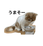 凶暴なねこ（個別スタンプ：7）