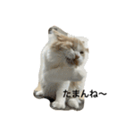 凶暴なねこ（個別スタンプ：8）