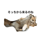 凶暴なねこ（個別スタンプ：11）