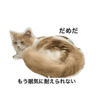 凶暴なねこ（個別スタンプ：13）