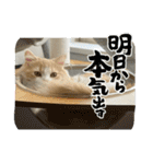 凶暴なねこ（個別スタンプ：17）