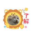 凶暴なねこ（個別スタンプ：23）