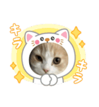 凶暴なねこ（個別スタンプ：24）