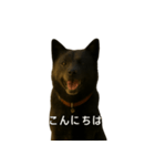 甲斐犬のかわいいスタンプ（個別スタンプ：2）
