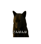 甲斐犬のかわいいスタンプ（個別スタンプ：3）
