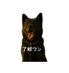 甲斐犬のかわいいスタンプ（個別スタンプ：4）
