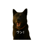 甲斐犬のかわいいスタンプ（個別スタンプ：5）