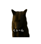 甲斐犬のかわいいスタンプ（個別スタンプ：6）