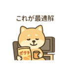 柴犬のきもちスタンプ（個別スタンプ：12）