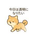 柴犬のきもちスタンプ（個別スタンプ：22）