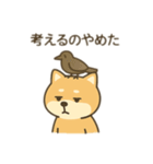 柴犬のきもちスタンプ（個別スタンプ：24）