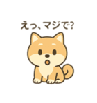 柴犬のきもちスタンプ（個別スタンプ：31）