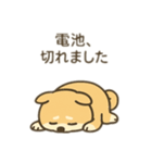 柴犬のきもちスタンプ（個別スタンプ：36）