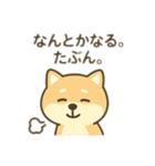 柴犬のきもちスタンプ（個別スタンプ：39）