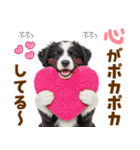 毎日使える！感情豊か可愛いボーダーコリー（個別スタンプ：1）