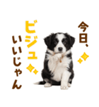毎日使える！感情豊か可愛いボーダーコリー（個別スタンプ：2）