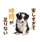 毎日使える！感情豊か可愛いボーダーコリー（個別スタンプ：3）