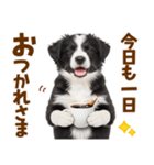 毎日使える！感情豊か可愛いボーダーコリー（個別スタンプ：5）