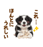 毎日使える！感情豊か可愛いボーダーコリー（個別スタンプ：6）